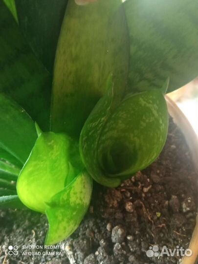 Сансевиерия