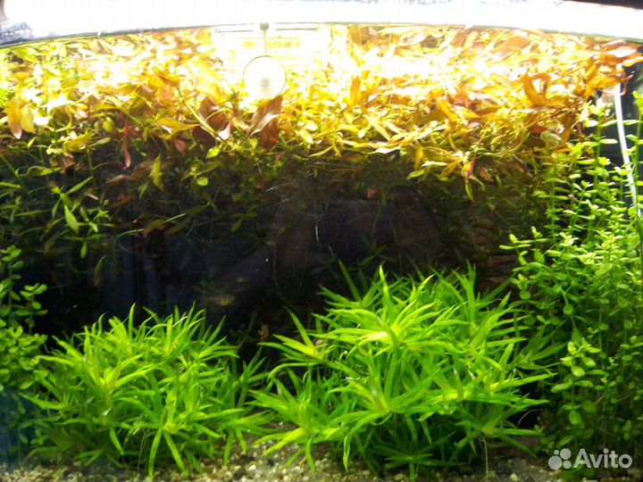 Аквариумные растения