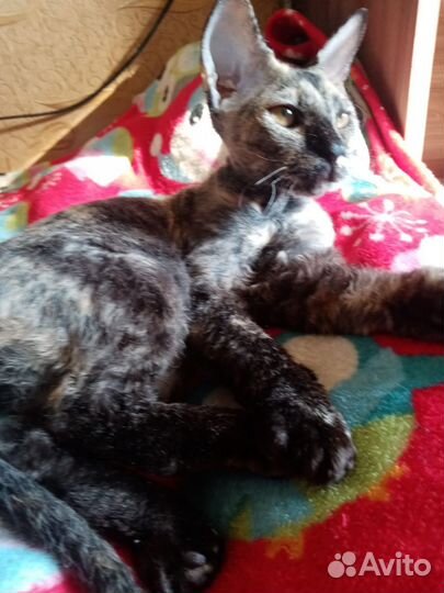 Донской сфинкс