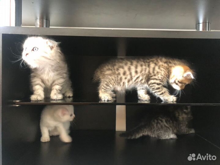 Котята шиншилла