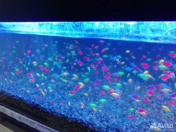 Тернеция glofish