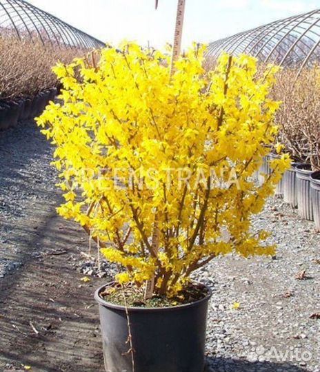 Форзиция промежуточная/С3