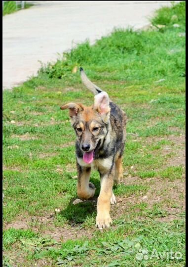 Щенки бесплатно