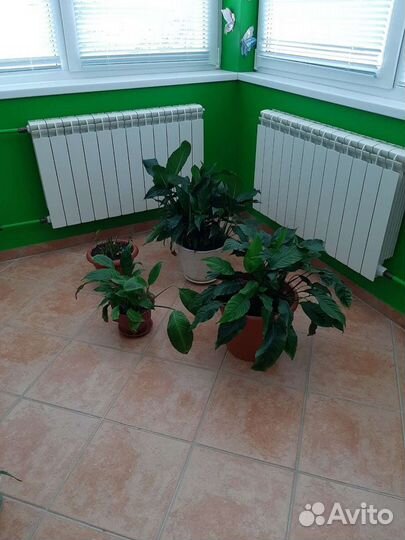 Спатифиллум или женское счастье