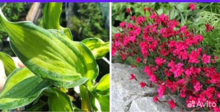 Гвоздика травянка, хоста