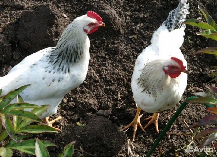 Петух молодой