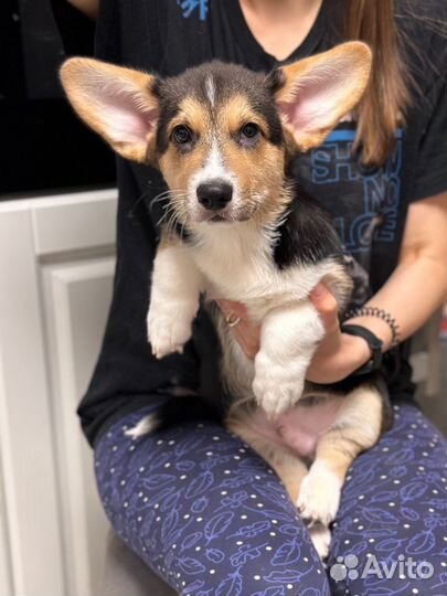 Щенок вельш корги пемброк