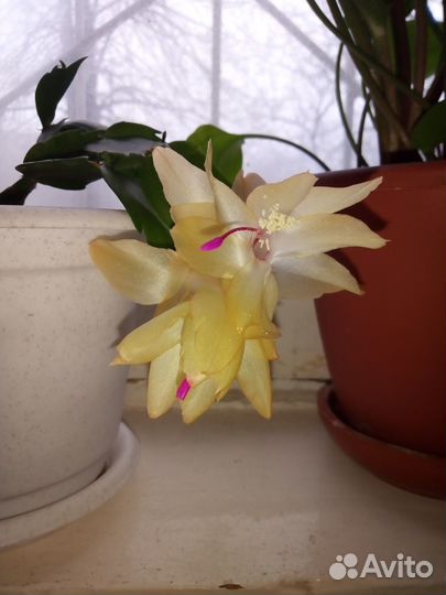 Декабрист сортовой (шлюмбергера) жёлтый