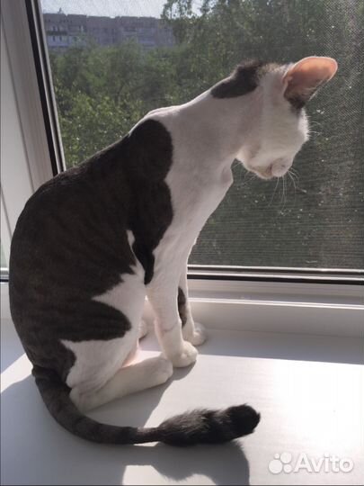 Стрижка кошек