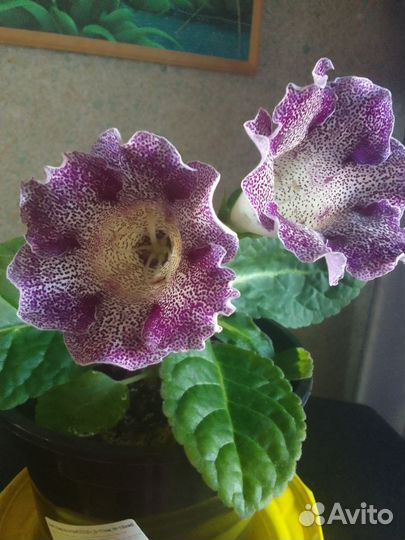 Глоксиния цветущая