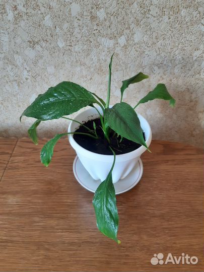 Спатифилум