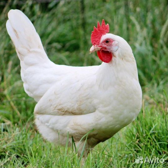 Куры несушки с доставкой