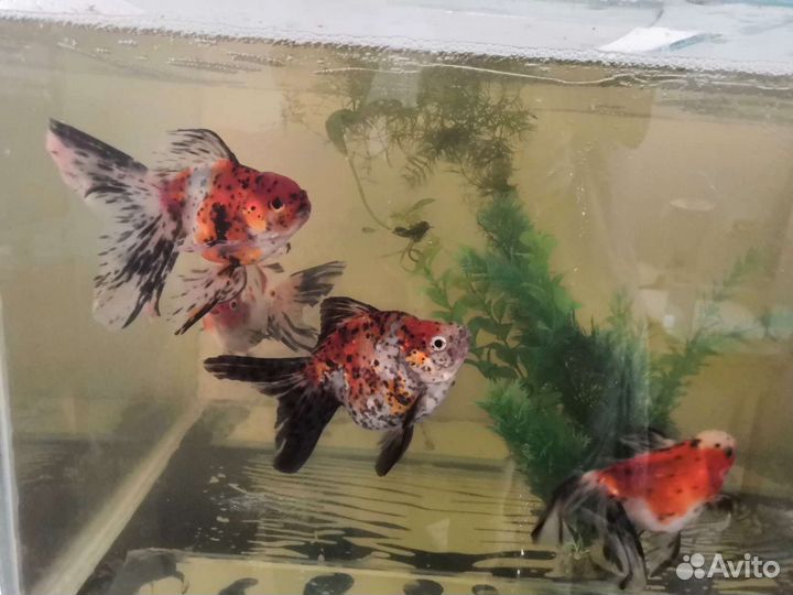 Аквариумные рыбки собственного разведения