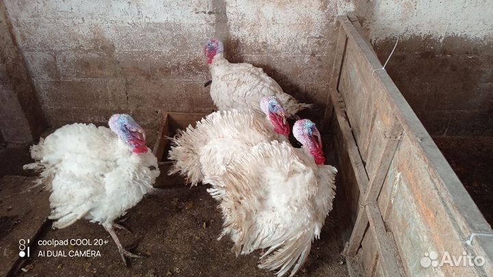 Индюки домашние на мясо