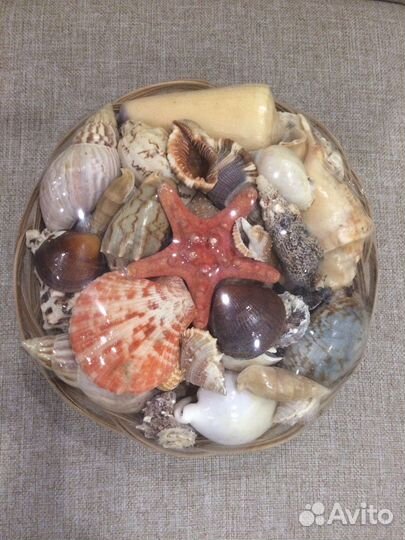 Набор ракушек для аквариума