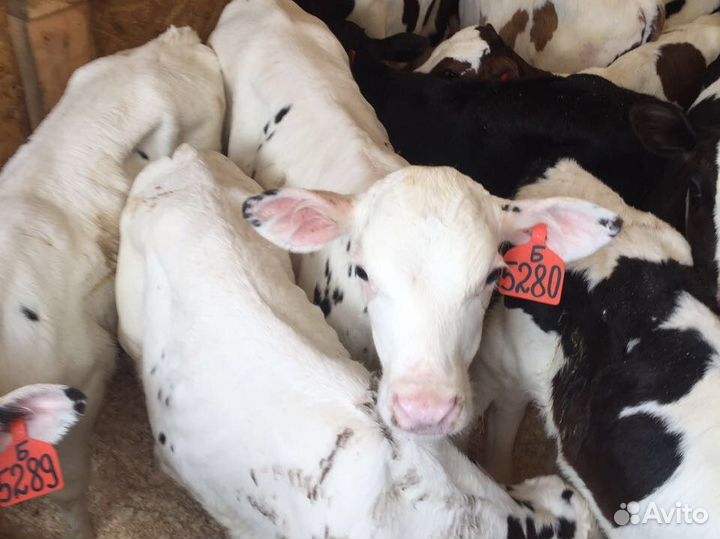 Бычки телята