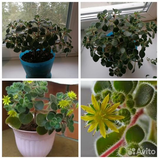 Ахризон-дерево Любви