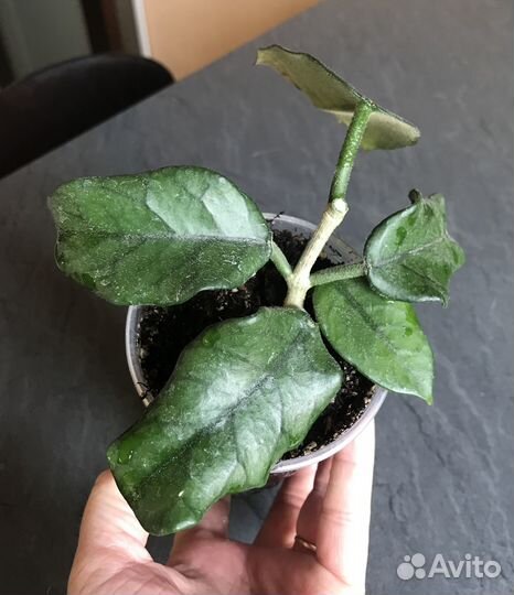 Хойя Hoya