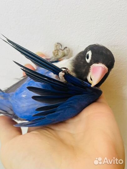 Попугай неразлучники птенцы