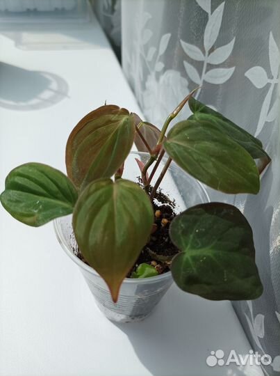 Филодендрон Миканс