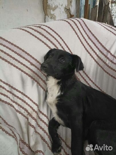 Девочка 7 мес стерилизована доставка