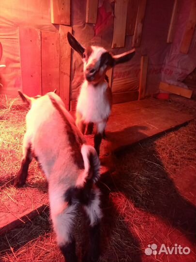 Козлята Альпийские