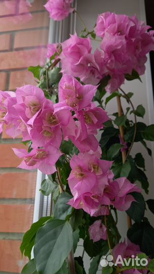 Бугенвиллия