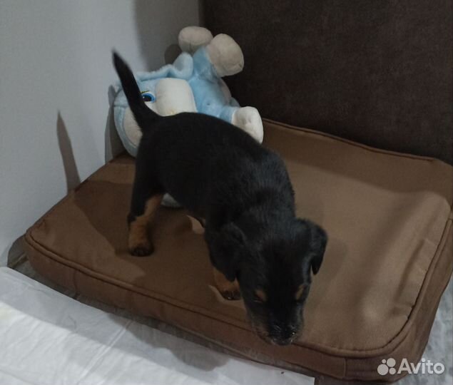 Щенки ягдтерьера