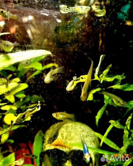 Гуппи желтый тигр, моллинезия Снежинка