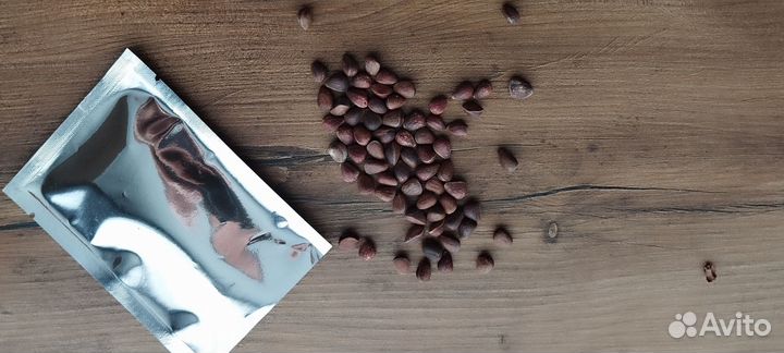 Семена кедрового стланика