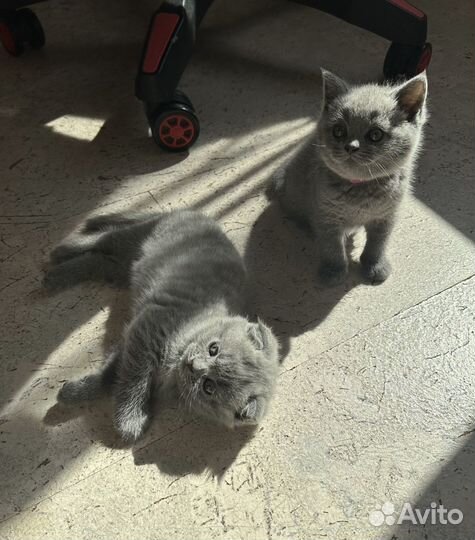 Шотландские котята с документами