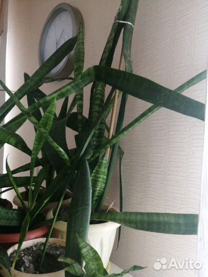 Цветок-щучий хвост