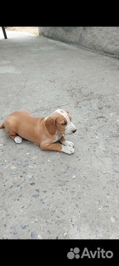 Щенки и собаки