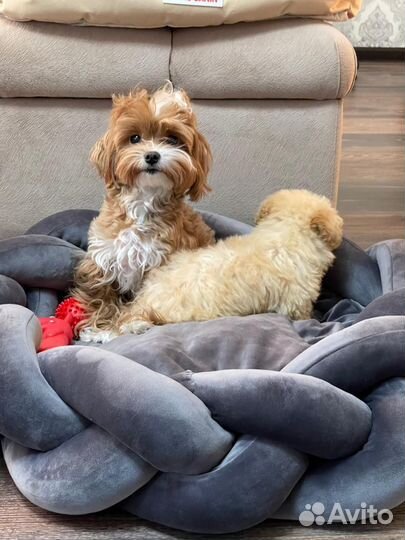 Плюшевые мальтипу