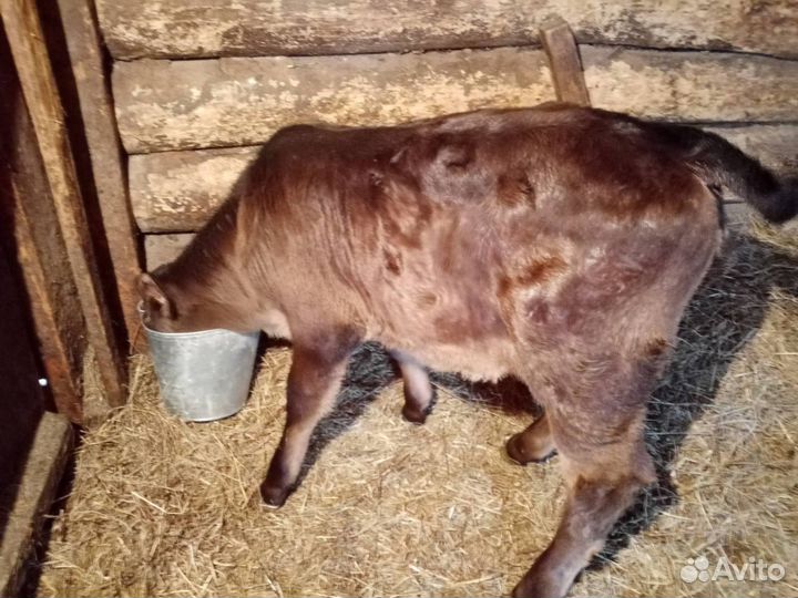 Телка швицкой породы