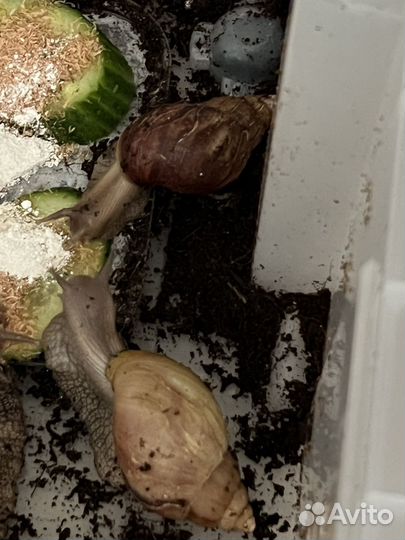 Улитки ахатины