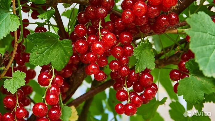 Малина ягоды