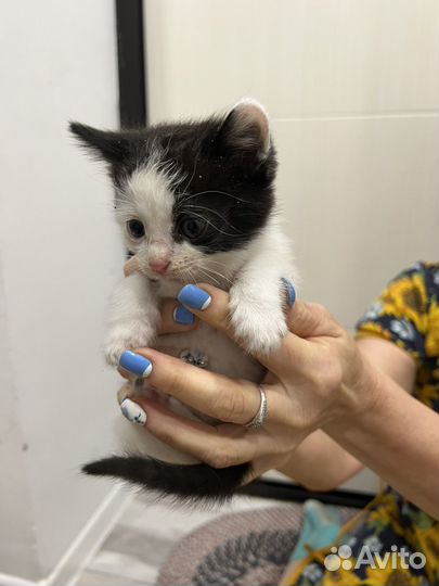 Котята в добрые руки даром девочка