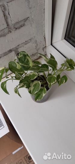 Эпипремнум / сциндапсус Н-Джой (Epipremnum N'Joy)