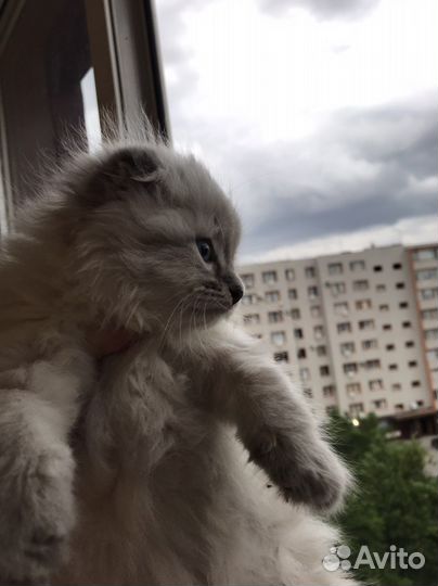 Невска маскарадная кошка