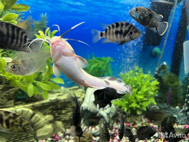 Сом клариус