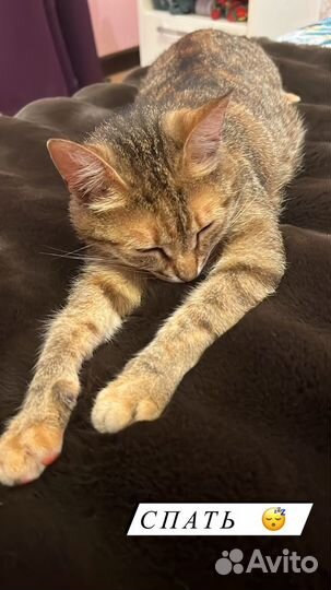 В добрые руки