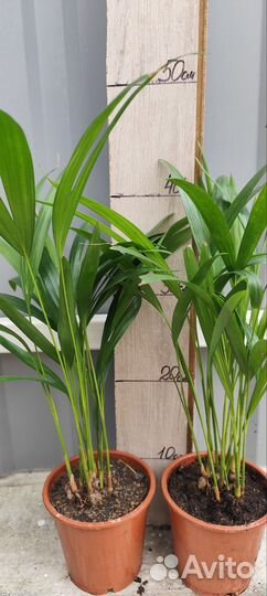 Дупсис, Хамедарея