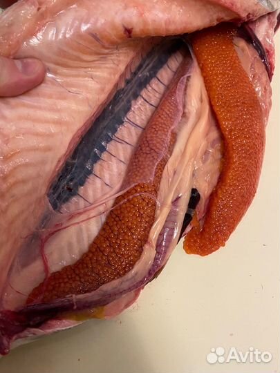 Форель охлажденная, икорная. Карелия