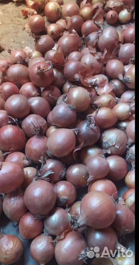 Лук 1 сорт