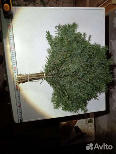 Пихтовые веники