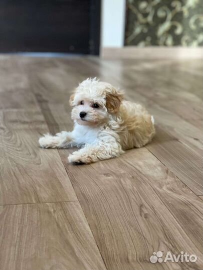 Щенки мальтипу f1 мини