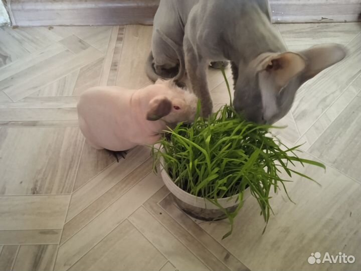 Морская свинка скинни девочка