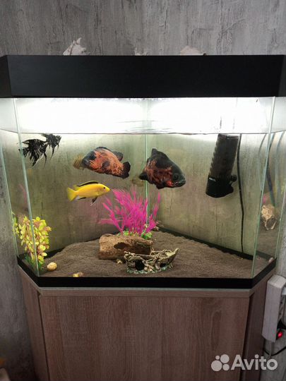 Аквариум с тумбой 100л+рыбки
