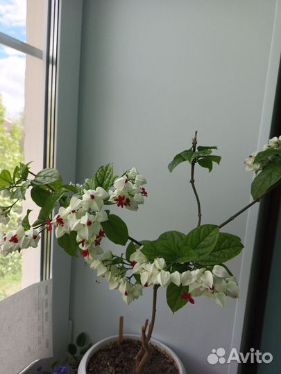 Клеродендрум госпожи томпсон